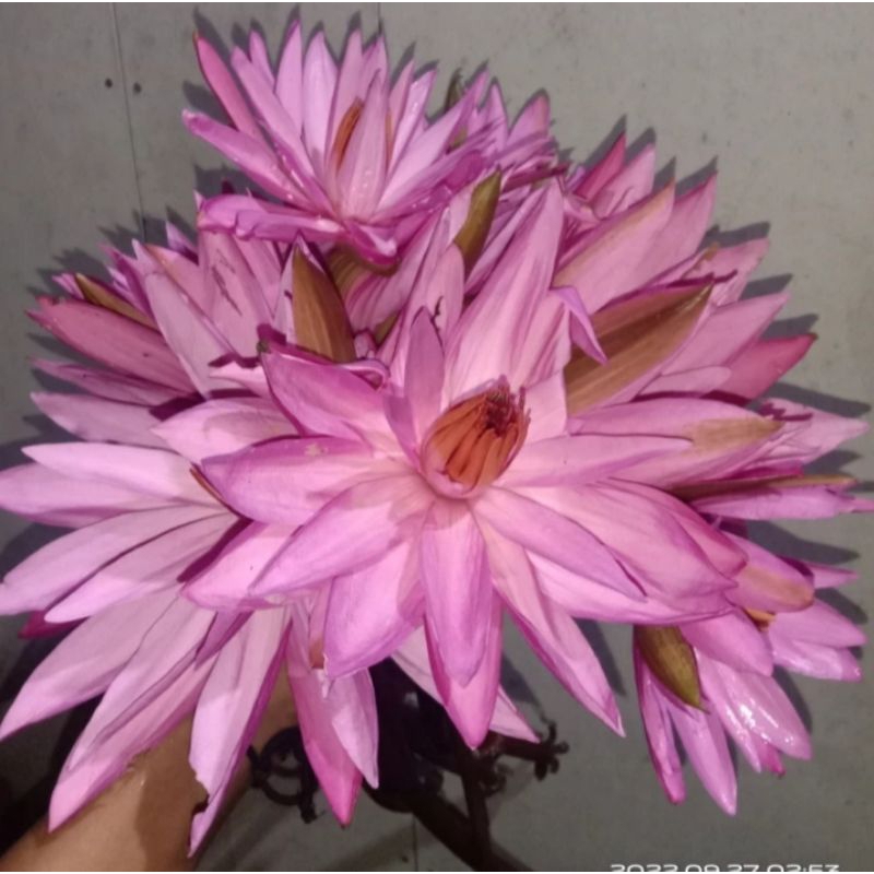 BUNGA TERATAI MERAH HERBAL~BUNGA TERATAI MERAH FRESH~UNTUK KESEHATAN