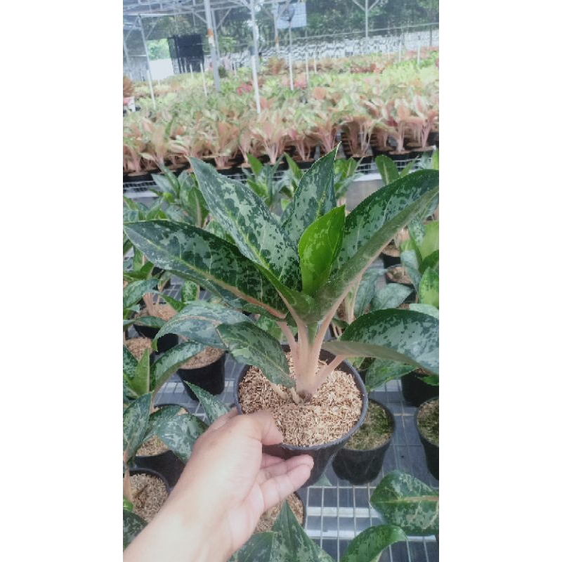 Aglonema Gajah Mada