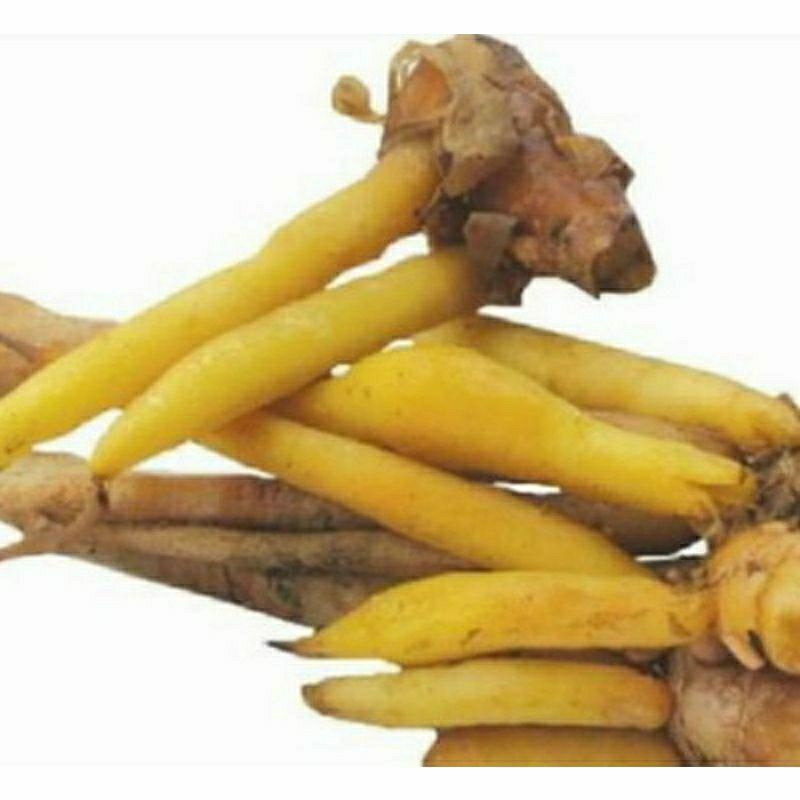 

HERBAL TEMU KUNCI SEGAR 500GRAM