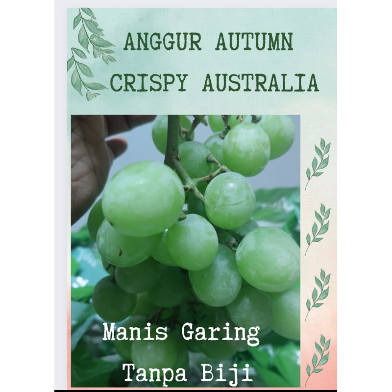 

Anggur Grape Autumn Crisp Australia