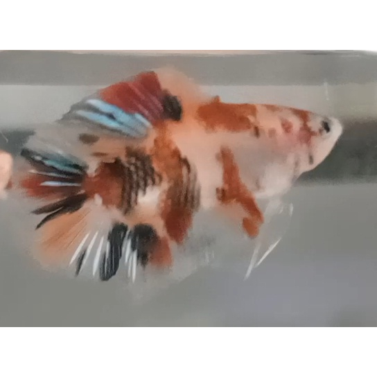 Ikan Cupang PKDT Plakat Double Tail Nemo Multy Male Anakan PKDT02