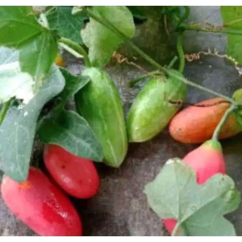 

1 kg buah coccinia segar