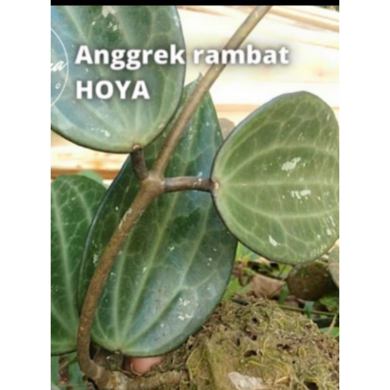 

promo Anggrek Hoya Daun Jumbo mugi laris