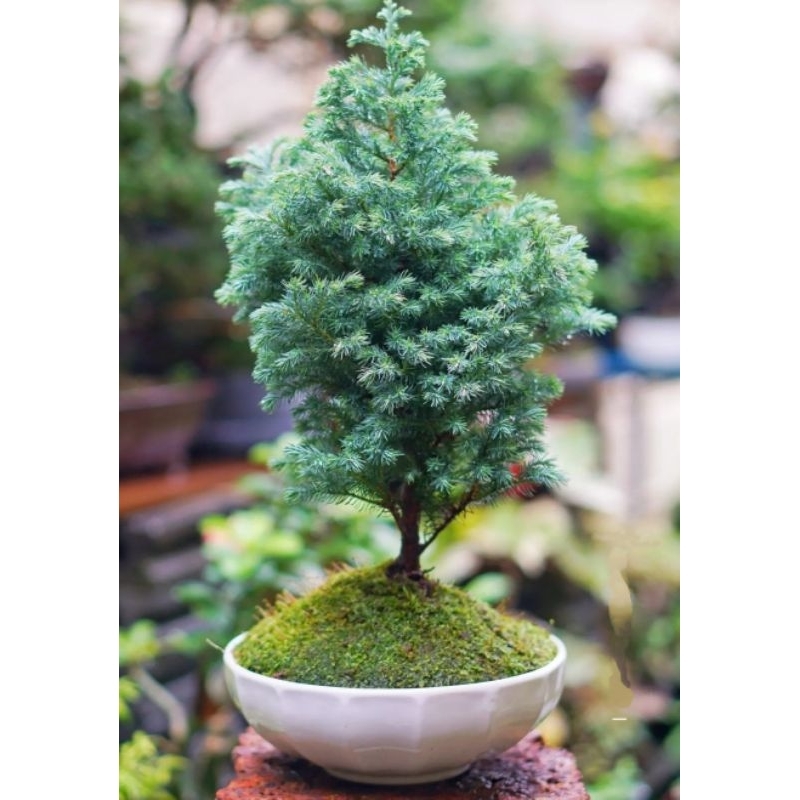 Bonsai Mame cemara embun silver Bahan Rimbun