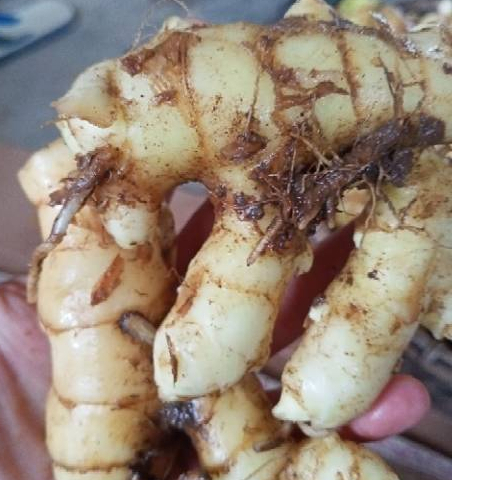 

Baru 1 kg TEMU PUTIH SEGAR CURCUMA ZEDOARIA FRESH KUNYIT KUNIR PUTIH