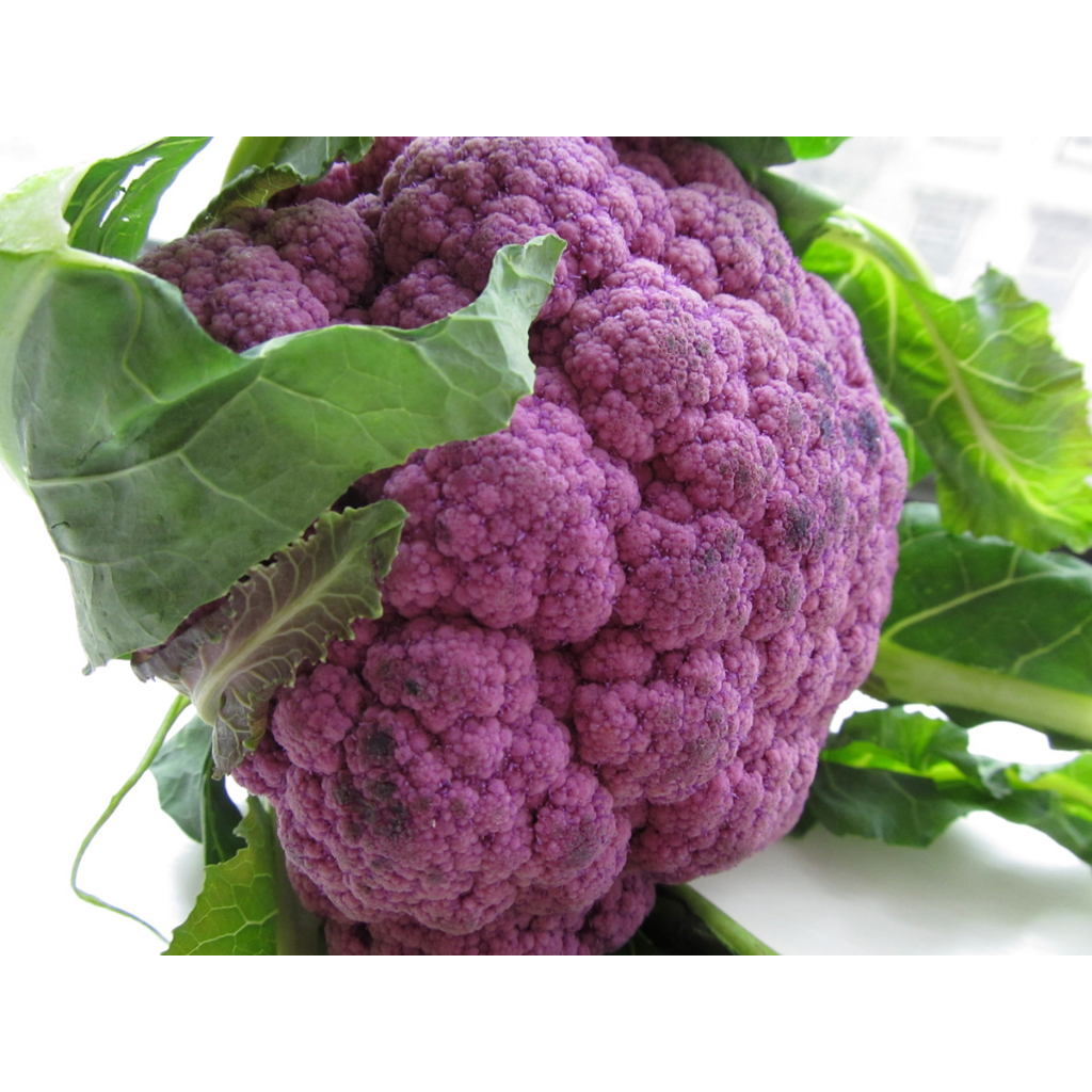 Benih Bibit Biji - Cauliflower Di Sicilia Violetto Bunga Kembang Kol Ungu Italian Purple Cauliflower Seeds - IMPORT