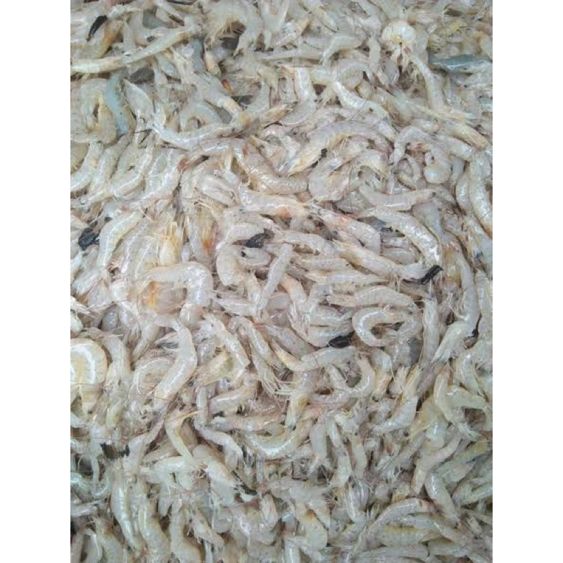 

Udang Kecil Segar ±250 gram