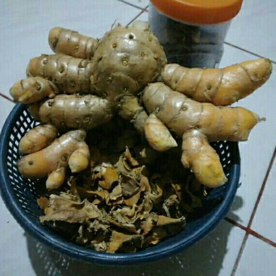 

Temukawak segar fresh isi 1 kg.jumbo