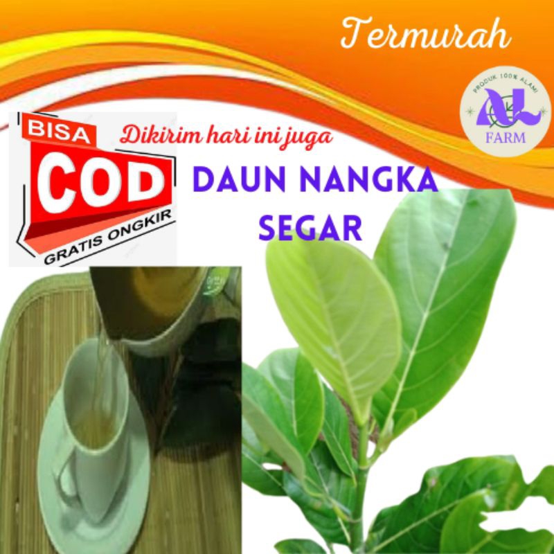 

Daun nangka segar obat herbal alami kemasan 200gALFARM