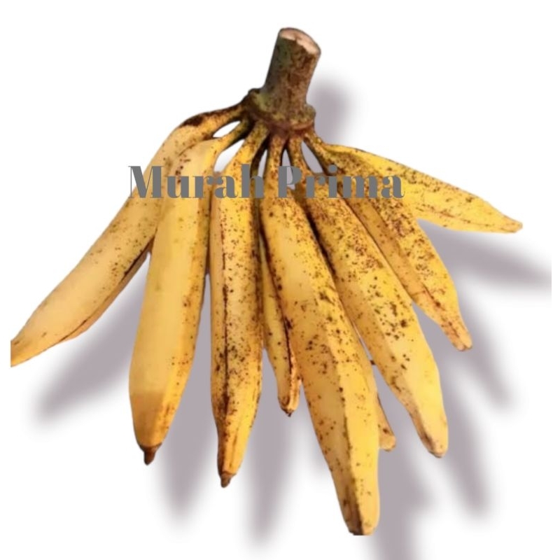 

Pisang Tanduk / Pisang Byar Asli Muria Original Jumbo