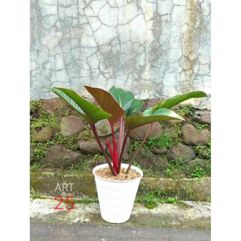Philodendron Red Congo Philo Rojo Kongo Big Size Real Picture