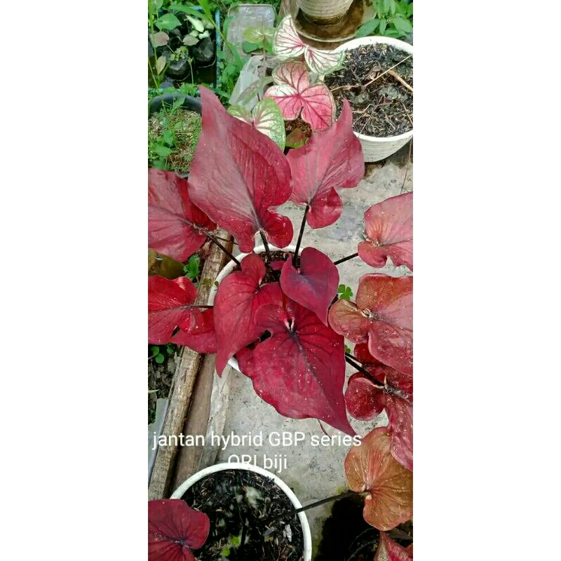 BIBIT KELADI HYBRID GBP SERIES JANTAN ORI BIJI 50 BIJI SAMPAI 200 BIJI