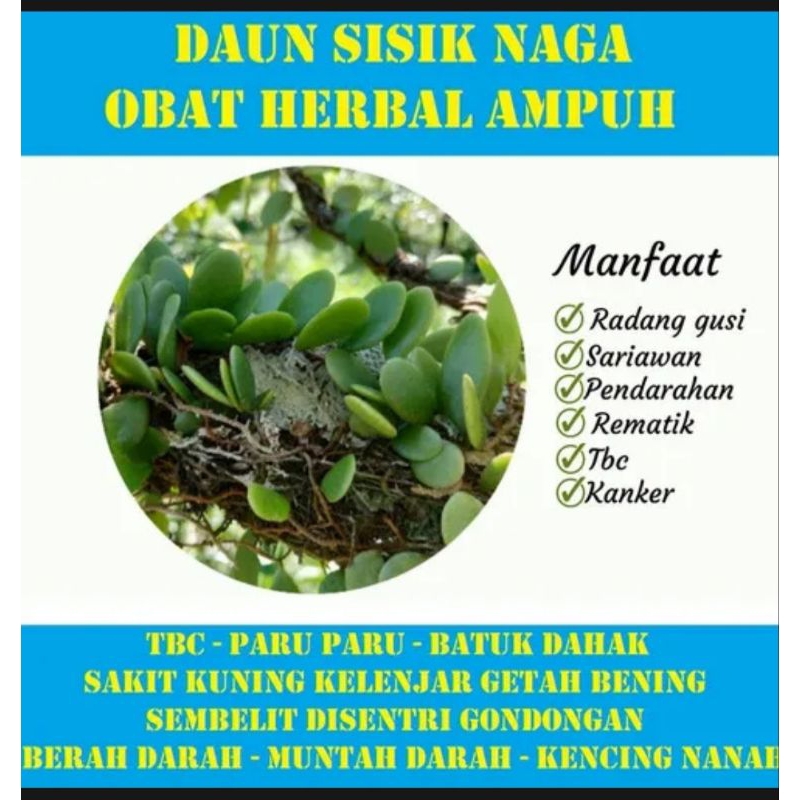 

daun herbal sisik naga atau daun picisan segar 250gram