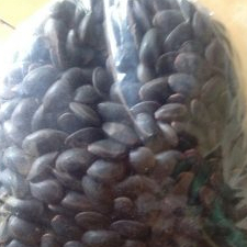 

BIJI KEDAUNG/KEDAWUNG / PARKIRA TIMORIANAN TERBAIK 1KG