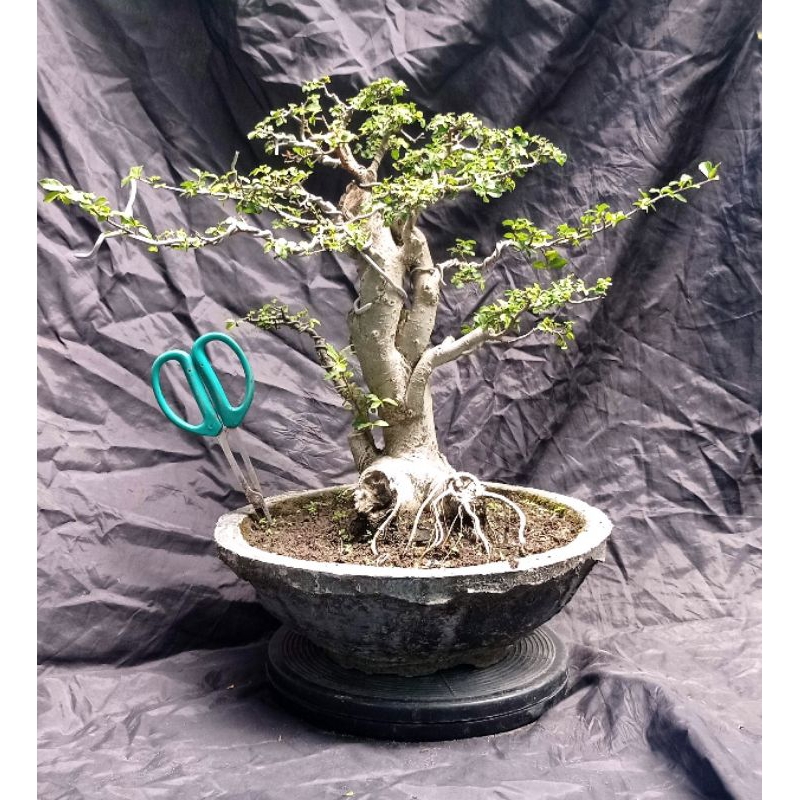bonsai serut medium sesuai gambar