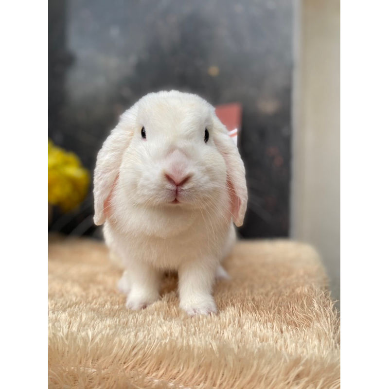Kelinci Holland Lop Indukan Betina Frosty Proven