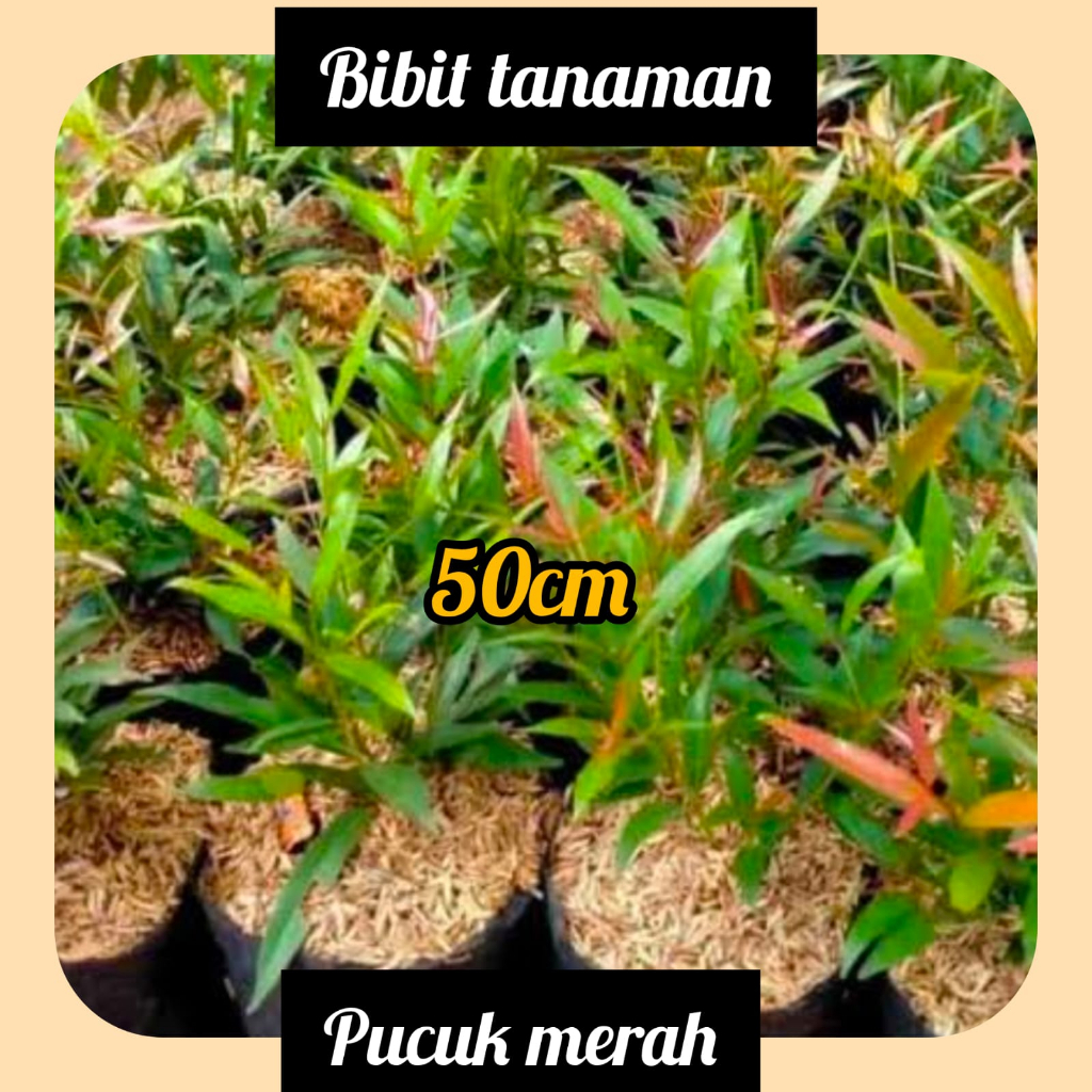 Bibit Pucuk Merah 50 cm up
