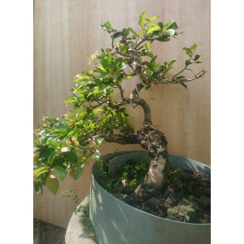 bonsai siap pajang