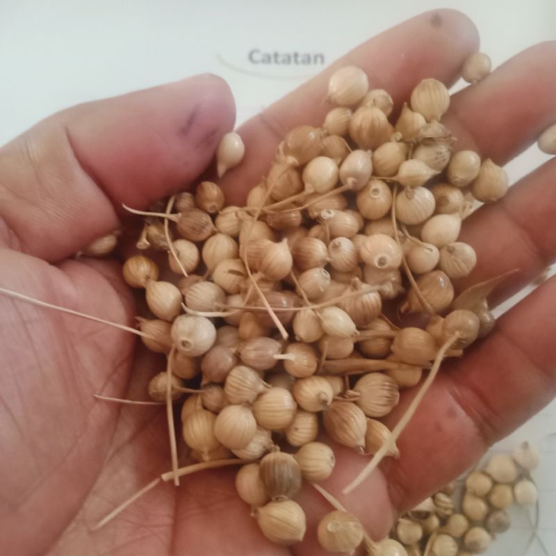 

Gabah super Padi Enjelai Padi Hajeuli Ketan 1 Litter Kering