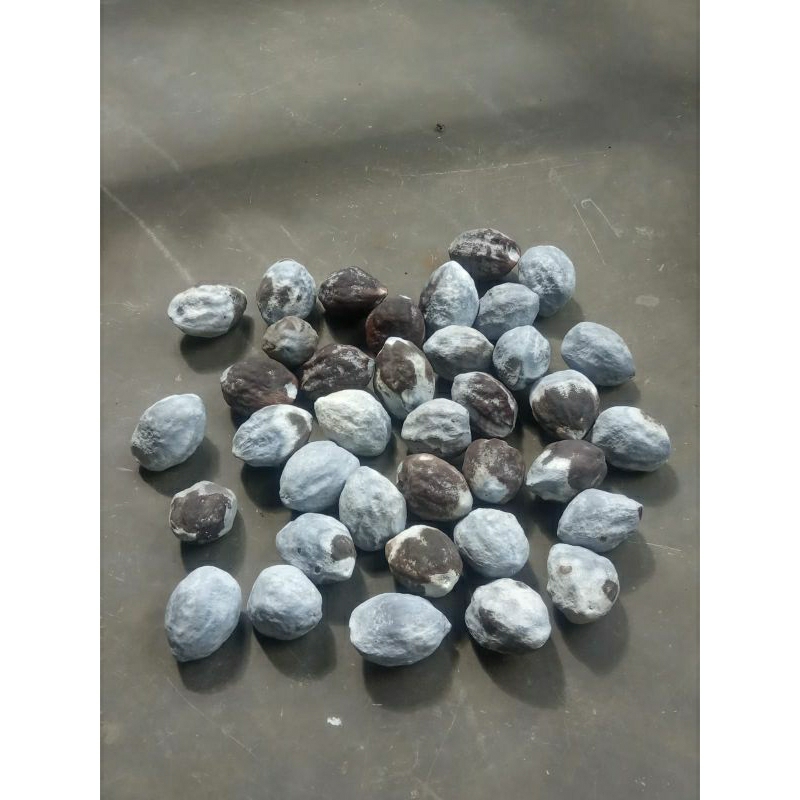 muncang adu jawa sikeras