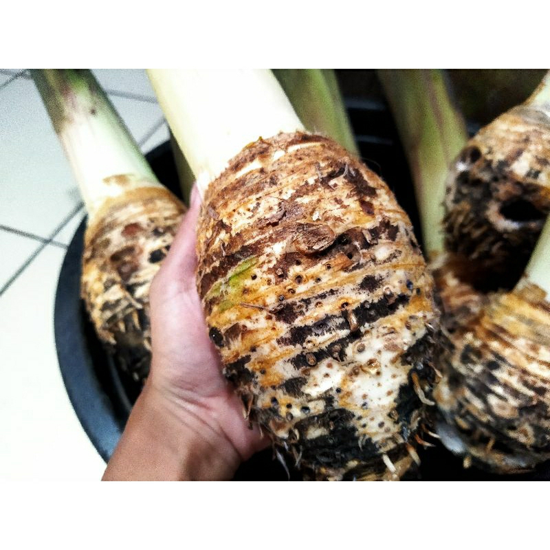 

Talasbogorketan1kg