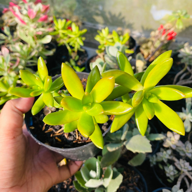 Sukulen sedum Nussbaumerianum sedum adolphii firestorm kaktus sukulen mini