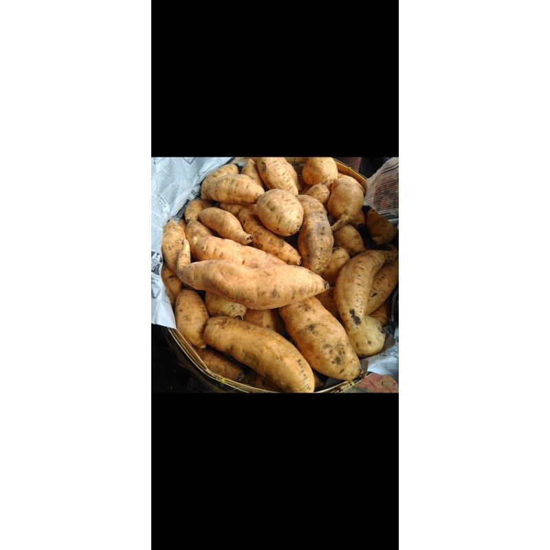 

Ketela rambat (Telo)