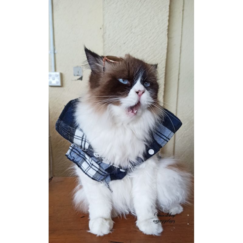 baju kemeja kucing