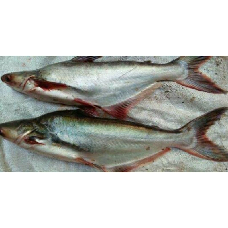 

IKAN PATIN SEGAR / IKAN PATIN FRESH _ 1kg