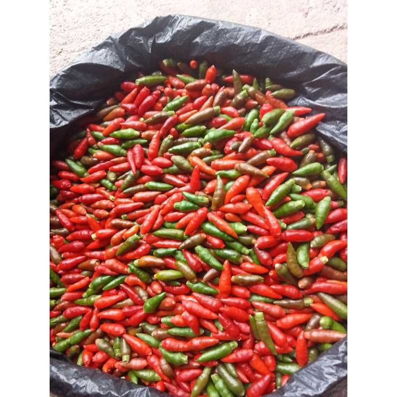 

Cabe rawit merah asli / 1 kg