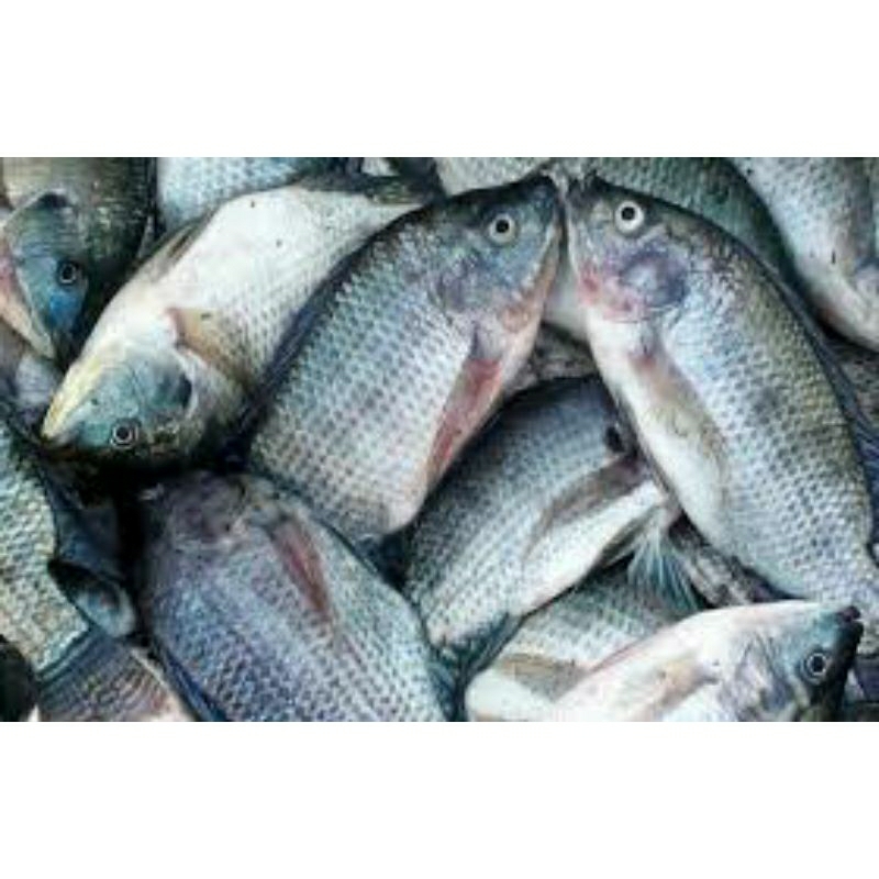 

IKAN GURAME SEGAR _ 500gr