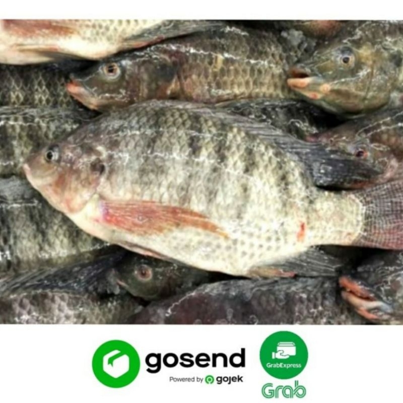 

IKAN MUJAER SEGAR (500 GRAM)