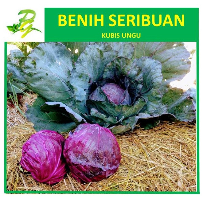 Benih Seribuan Kubis Ungu