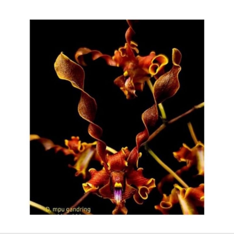 dendrobium mpu gandring