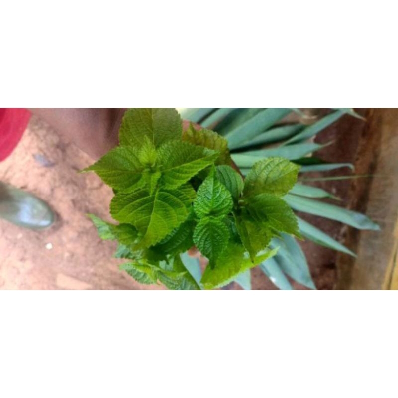 

1kg herbal daun cente readystok siap kirim dan hanya di ambil saat di order