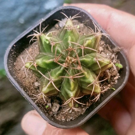 Tanaman Hias Kaktus Gymno Rootbeer Seedling