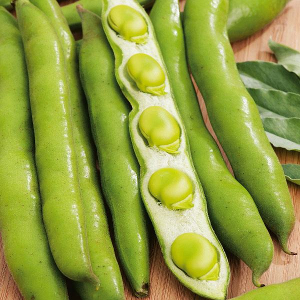 Benih Bibit Biji - Broad Bean Masterpiece Green Fava Bean Seeds - IMPORT