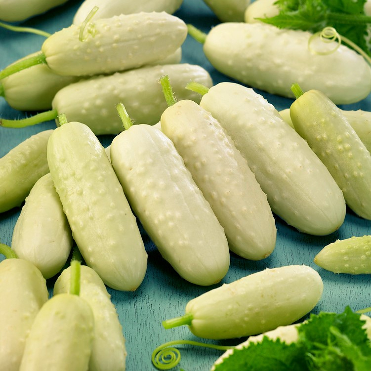 Benih Bibit Biji - Cucumber White Wonder Bianco Lungo Heirloom Seeds - IMPORT