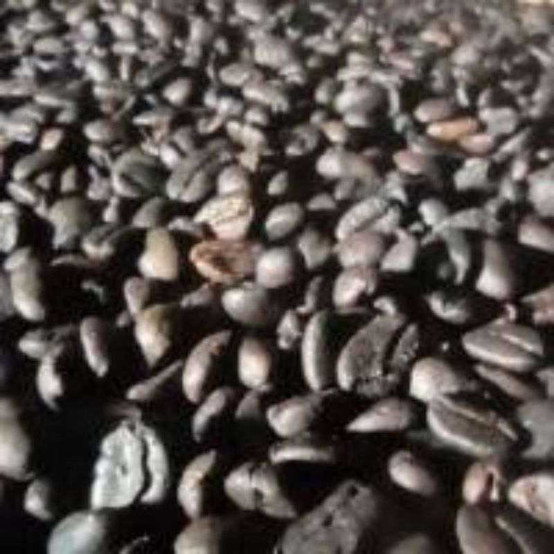 

kopi Gongseng Gayo butiran