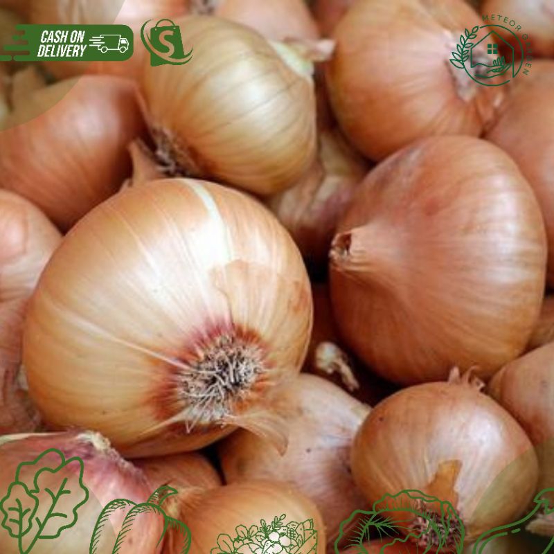 

BAWANG BOMBAY (1PCS)