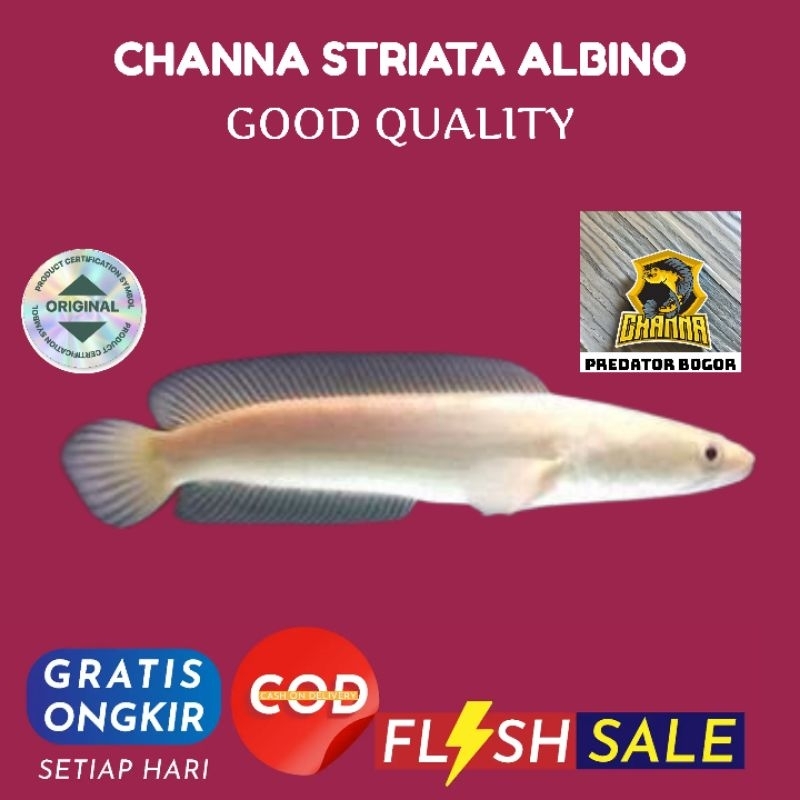 Striata albino mata merah Ekor lurus size 5-7cm grade A