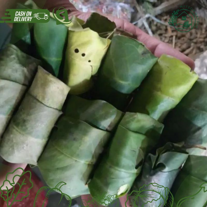 

DAUN SALAM FRESH 1 TUSUK