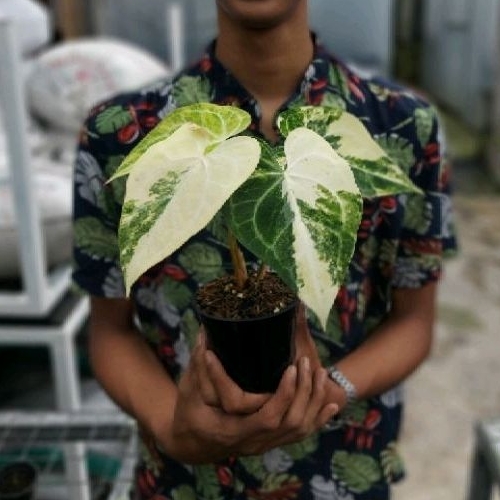anthurium clarinervium variegata real pict