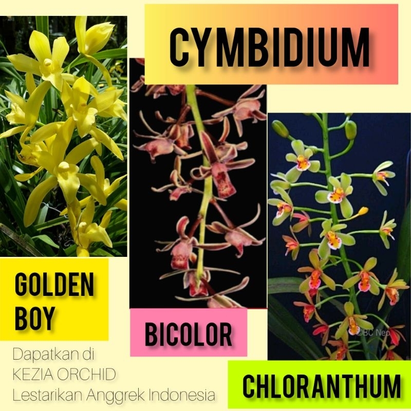 Anggrek Cymbidium Golden Boy; Cymbidium Bicolor; Cymbidium Chloranthum; Cymbidium Golden Elf; Cimbid