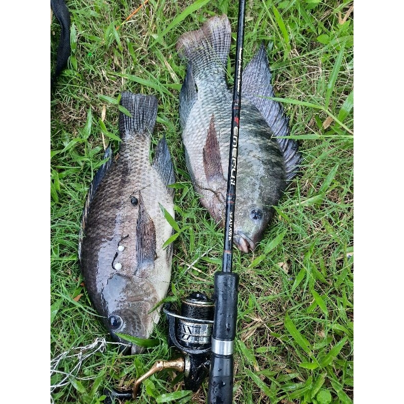 Kumbul Mancing Lobang 30 cm bahan fiber anti patah