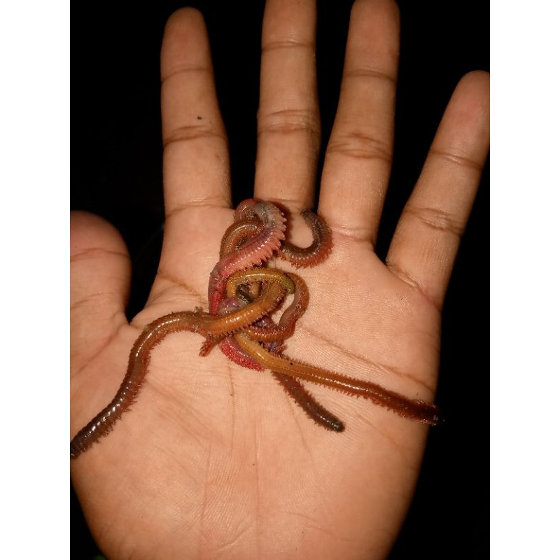 TERMURAH CACING LAUT SUPER AMIS ISI 20 EKOR / UMPAN MANCING GALATAMA