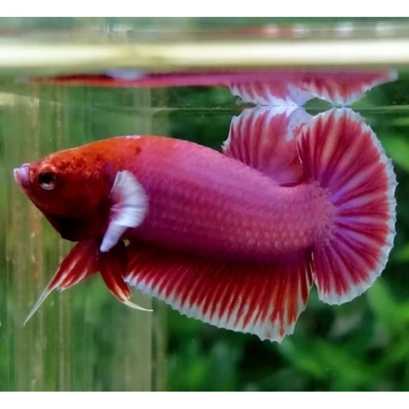 TERMURAH paket Halfmoon Isi 20 Bonus Pakan