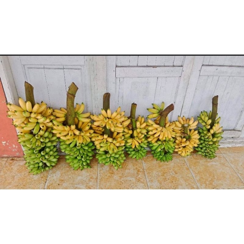 

Pisang banten fresh/persisir