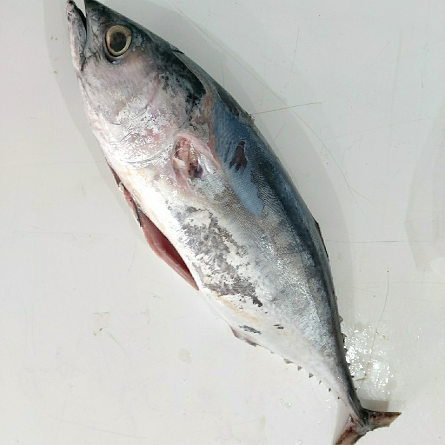 

Ikan Tongkol Segar 1kg