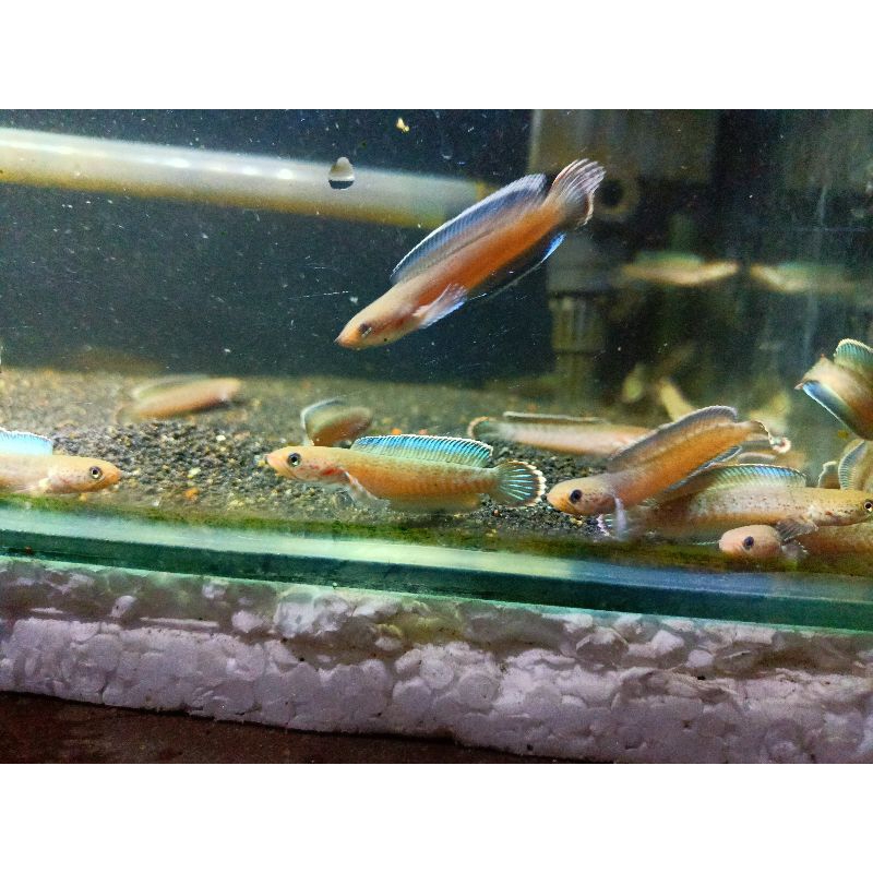 Channa Andrao grade A+